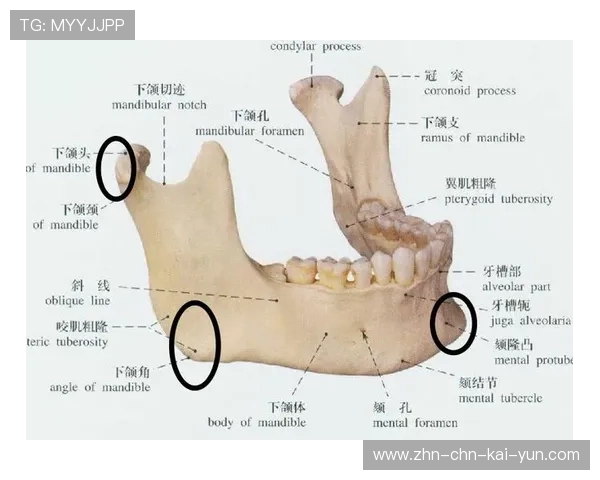 左摆拳命中下巴瞬间倒地
